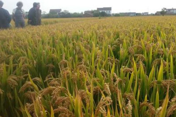 吕梁优良双效脲铵公司