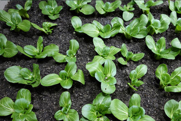 商洛优良硝酸铵钾钙厂家