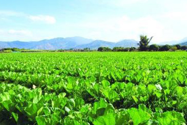 商洛优良硝酸铵钾钙厂家