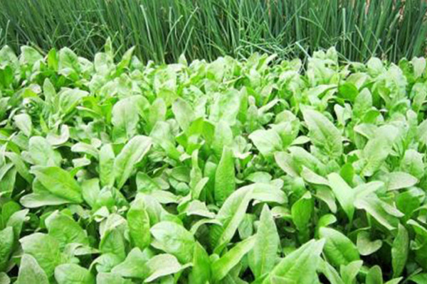 郑州优良蒜你狠增产追丰肥公司