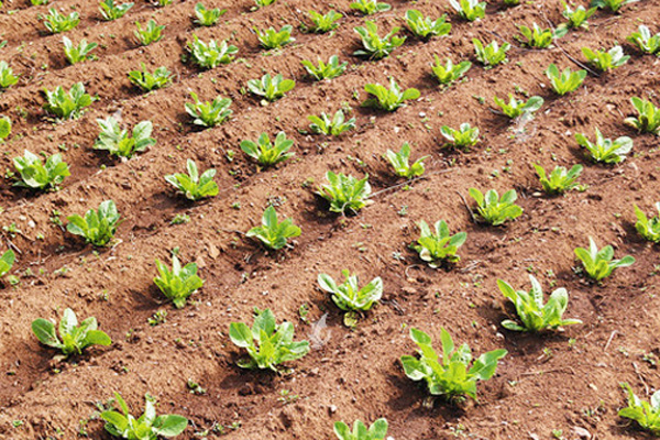 吕梁优良双效脲铵公司