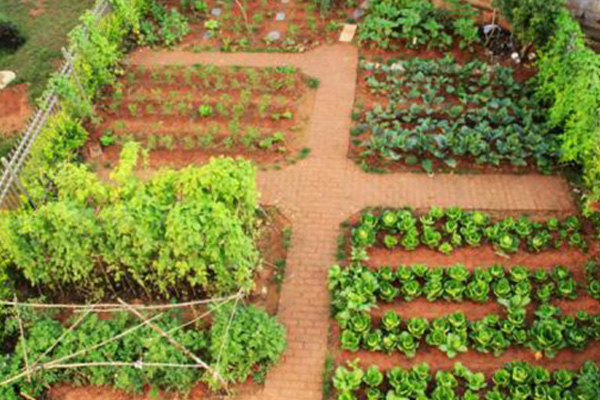 郑州优良蒜你狠增产追丰肥公司