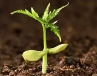 环球UG官网,环球UG官网,中农三禾