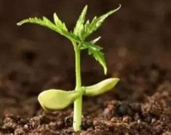 三合肥料,环球UG官网,中农三禾