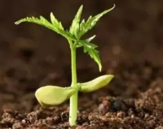 三合肥料,环球UG官网,中农三禾 三合肥料,环球UG官网,中农三禾