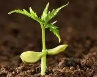 环球UG官网,环球UG官网,中农三禾