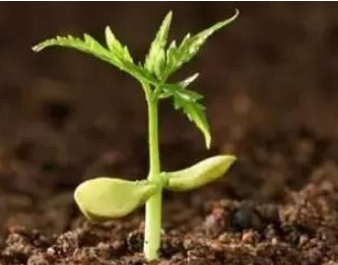 环球UG官网,环球UG官网,中农三禾 环球UG官网,环球UG官网,中农三禾