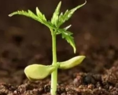 环球UG官网,环球UG官网,中农三禾